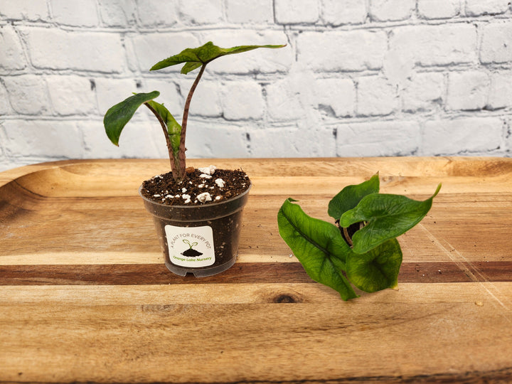 Alocasia Jacklyn plant with heart-shaped leaves and intricate green patterns in a small pot.