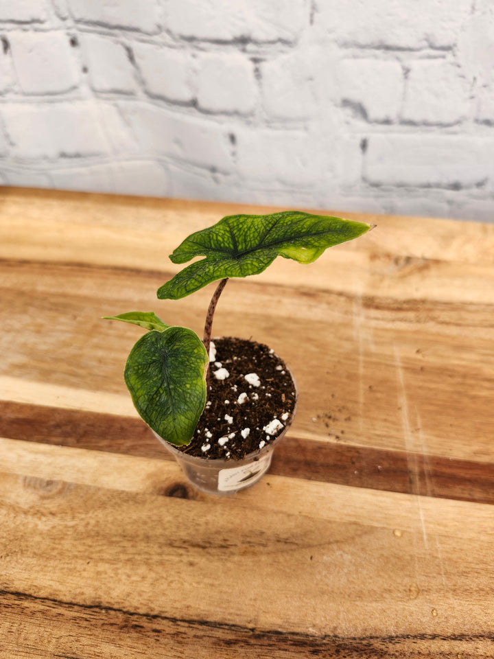 Alocasia Jacklyn plant with heart-shaped leaves in a small pot on a wooden surface.