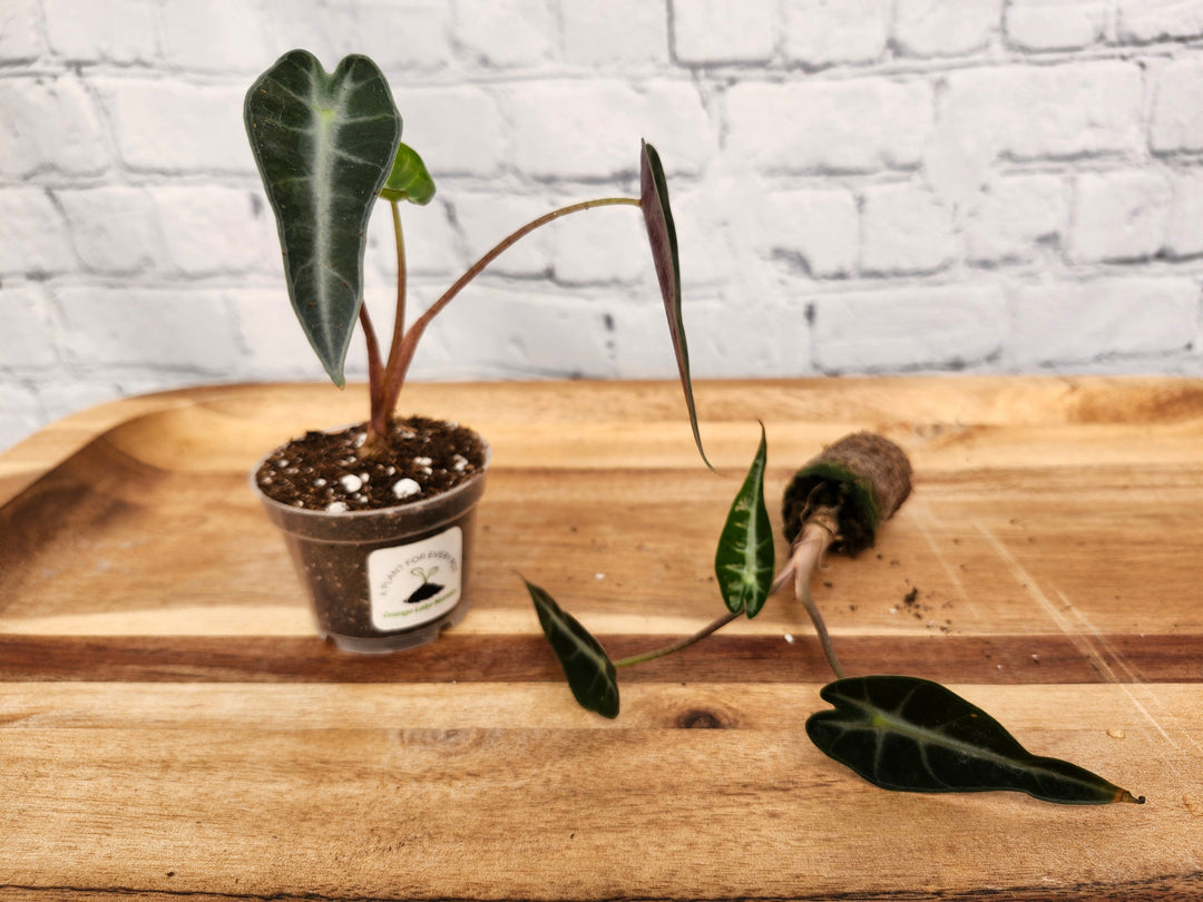 Alocasia Bambino Polly plant with uniquely shaped dark green leaves and light veins in a small pot.