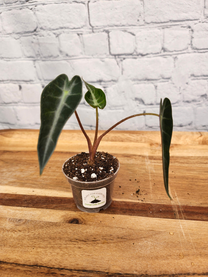 Alocasia Bambino Polly houseplant with contrasting dark green leaves and light veins in a small pot.