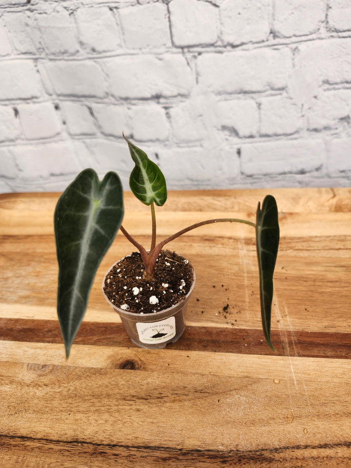 Alocasia Bambino Polly plant with dark green leaves and light veins in a small pot on a wooden surface.