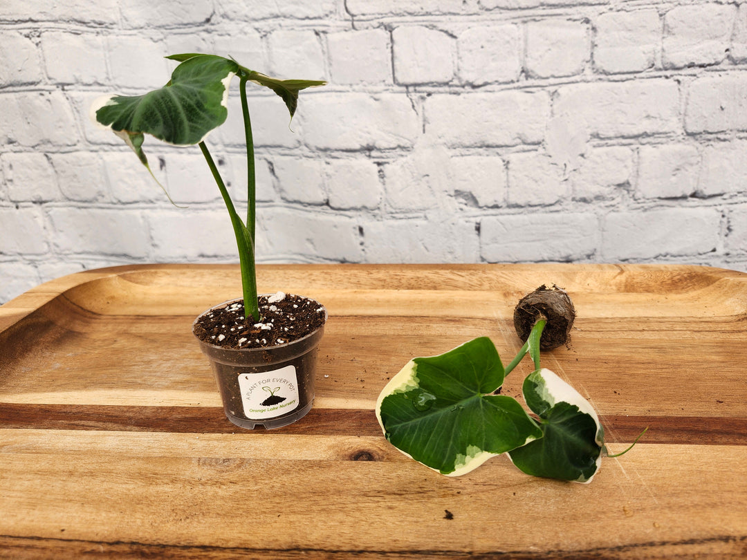 Alocasia Mickey Mouse plant with heart-shaped variegated leaves in a pot.