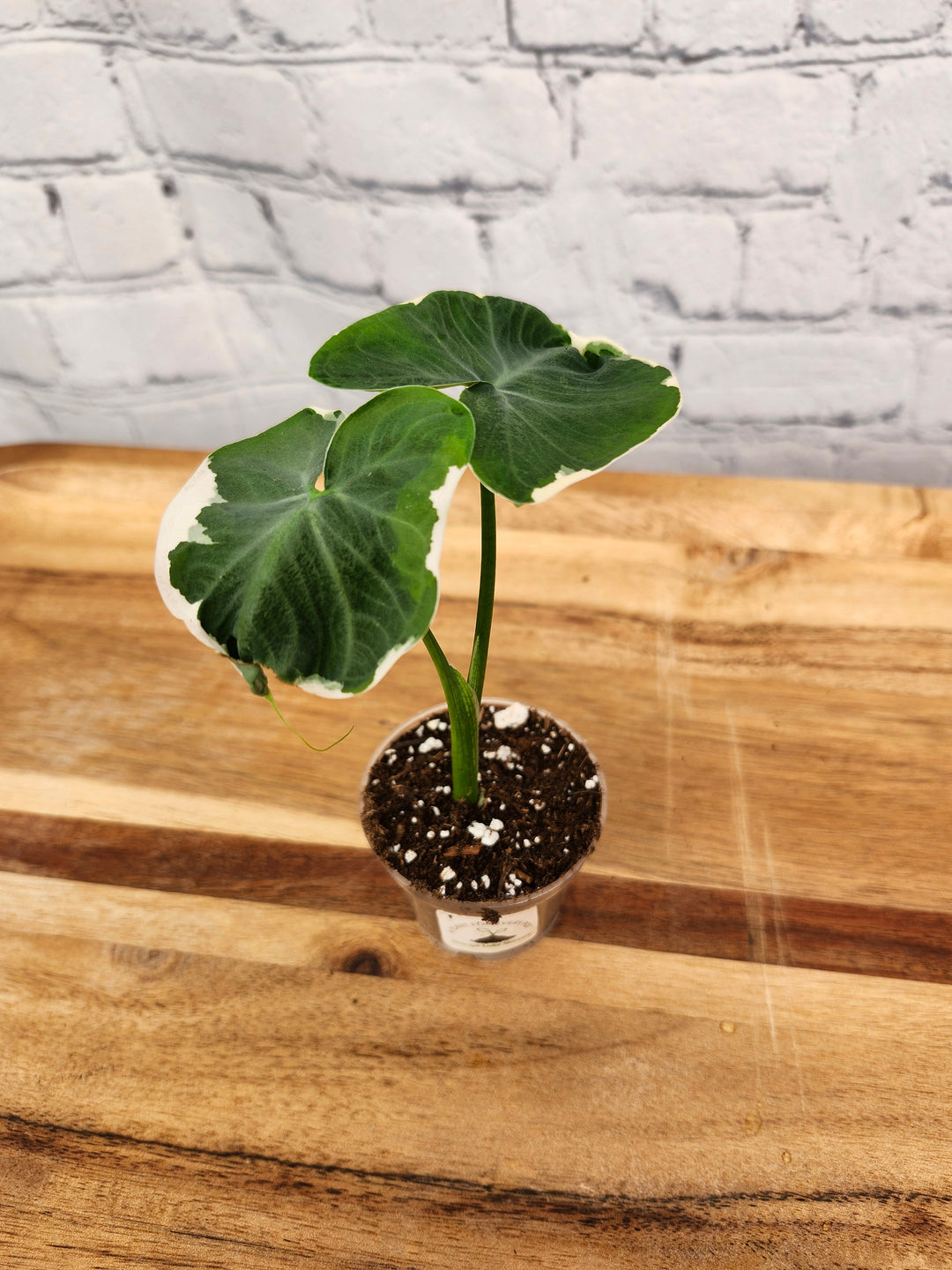 Alocasia Mickey Mouse plant with variegated heart-shaped leaves in small pot on wooden surface.