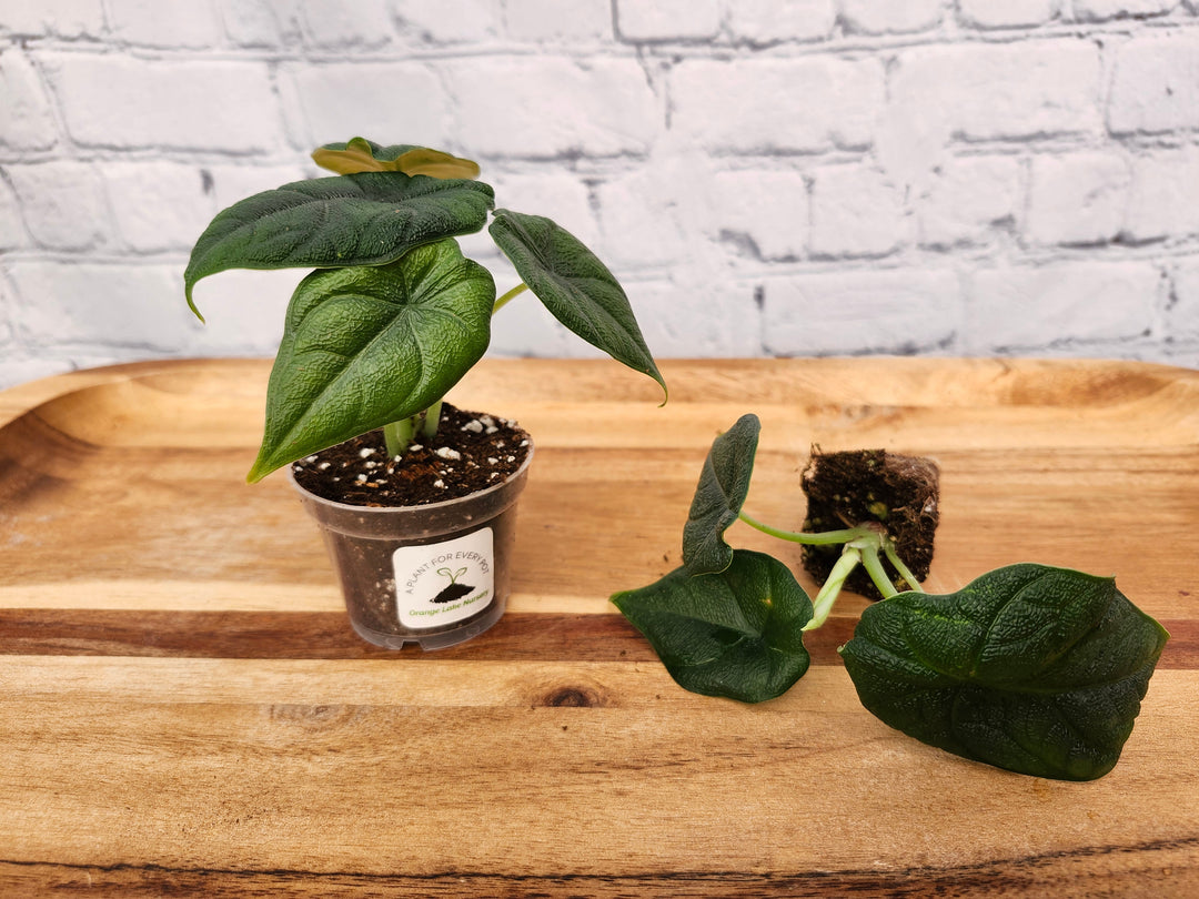 Alocasia Melo plant with dark green, textured leaves in a small pot on wooden surface.