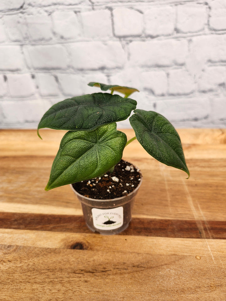 Alocasia Melo plant with textured dark green leaves in a small pot on a wooden surface.