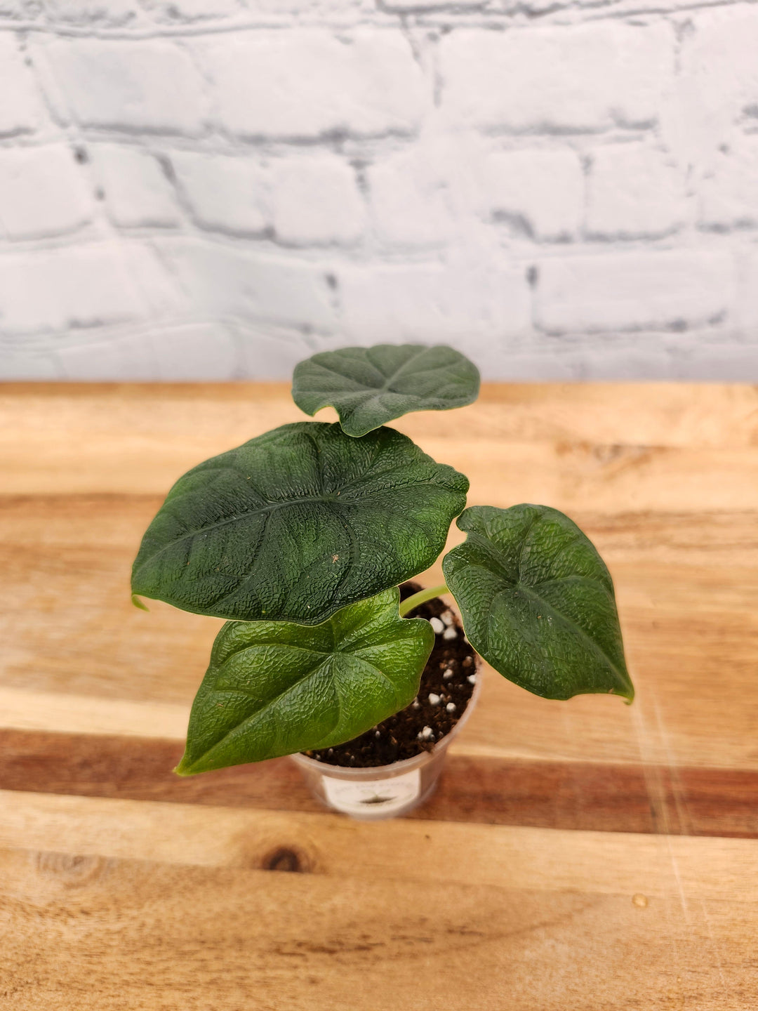 Alocasia Melo tropical plant with dark green, textured leaves in a small pot.