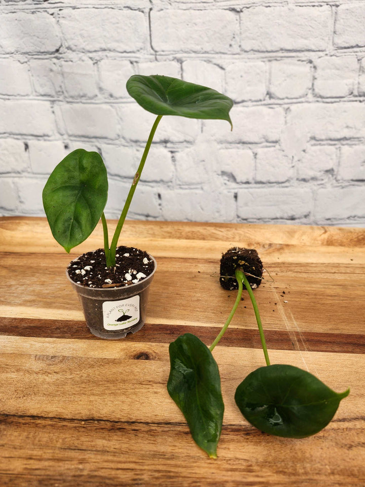 Alocasia “Quilted Green” plant with textured leaves in a small pot.