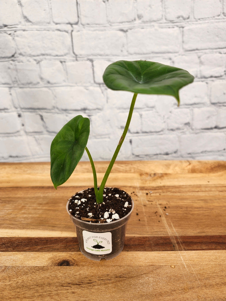 Alocasia  “Quilted Green”