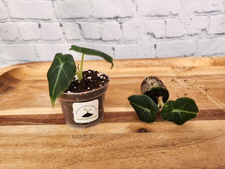 Alocasia 'Black Velvet' plant with dark green leaves and silver veins, shown potted and in plug form on a wooden surface.