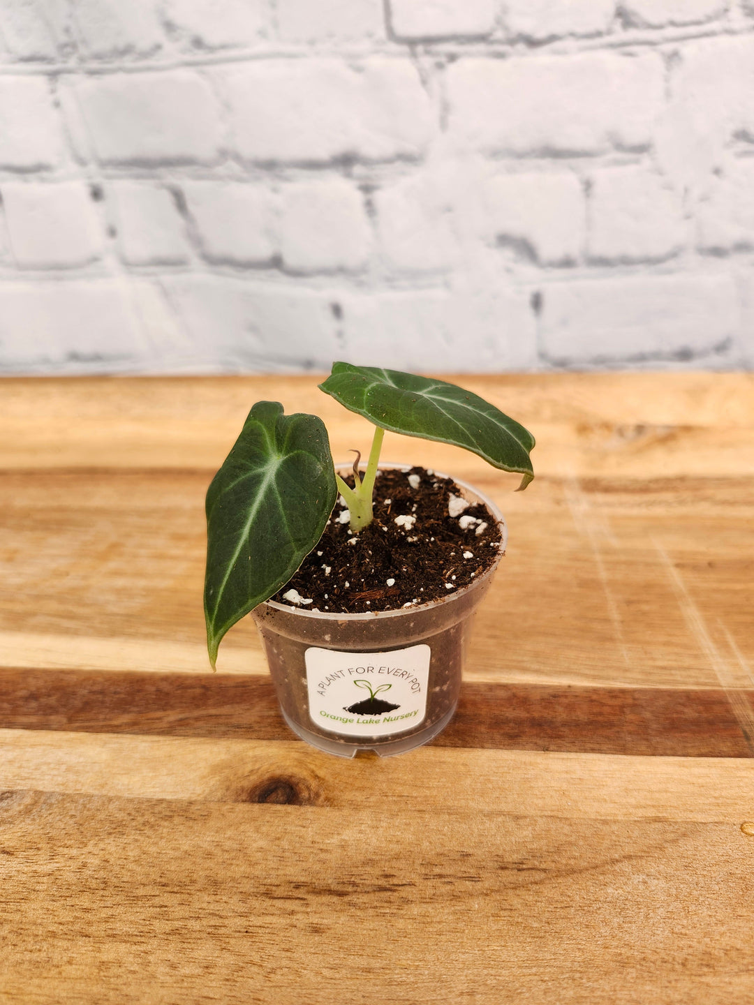 Alocasia 'Black Velvet' plant in small pot with dark green leaves and silver veins.