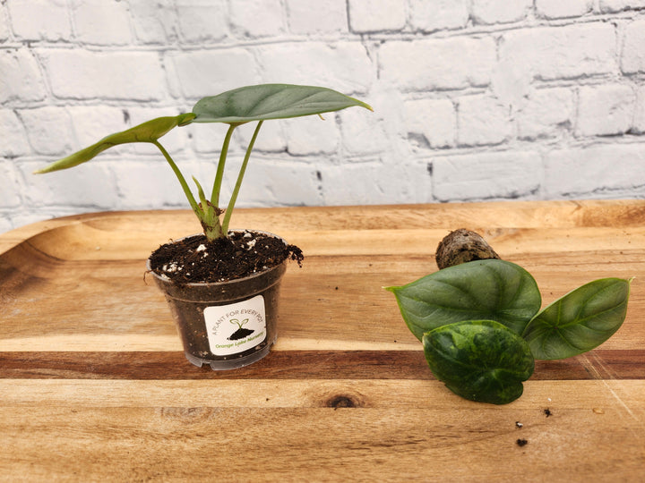 Alocasia Silver Dragon plant with silvery foliage and dark green veins in a small pot on a wooden surface.