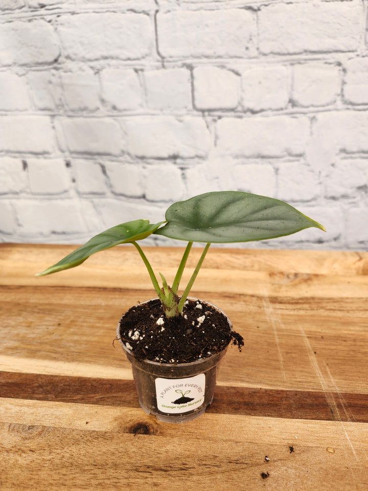 Alocasia Silver Dragon plant with silvery foliage and dark green veining in a small pot on wooden surface.