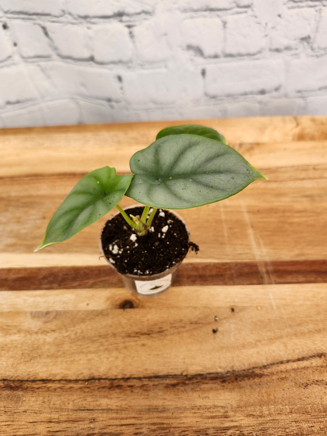 Alocasia Silver Dragon plant with silvery foliage and dark green veining in a small pot.