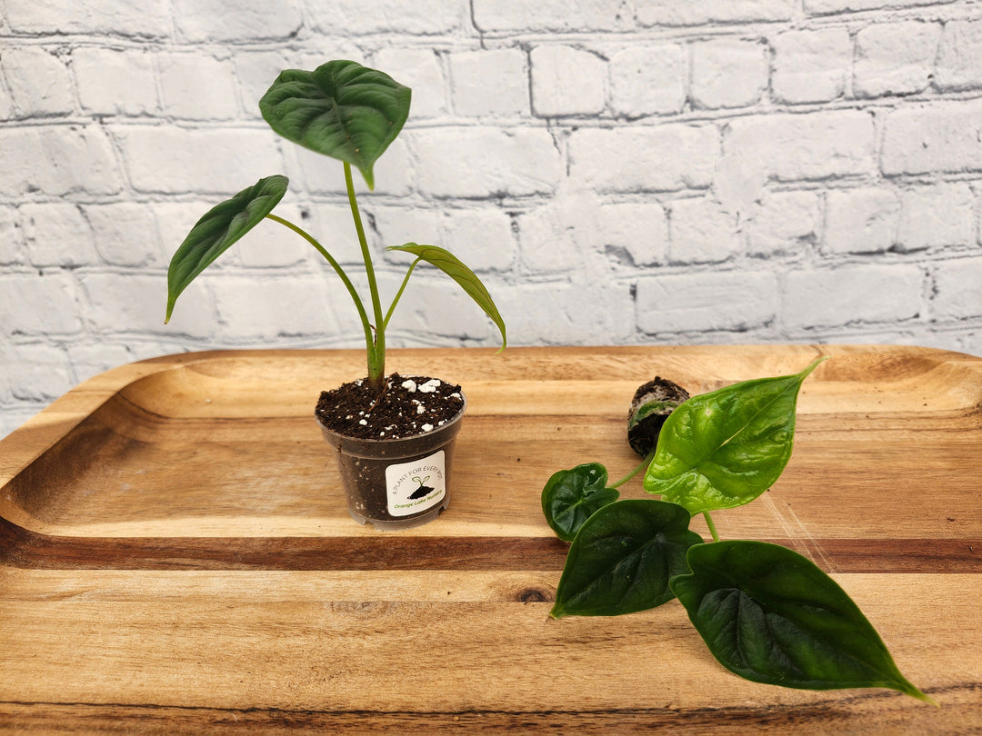 Alocasia Dragon Scale plant with textured, shimmering leaves in a small pot.