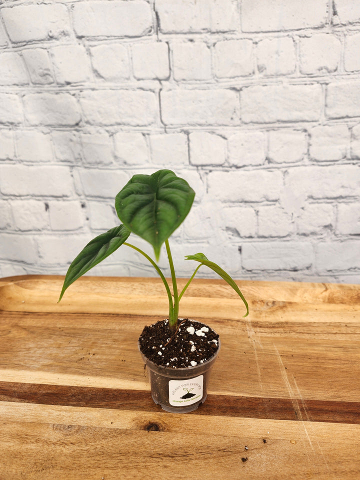 Alocasia Dragon Scale plant in a small pot with textured, dragon scale-like leaves.