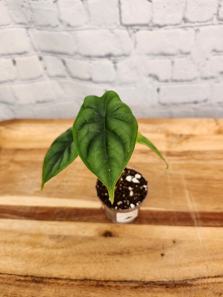 Alocasia Dragon Scale plant with textured green leaves in a small pot.