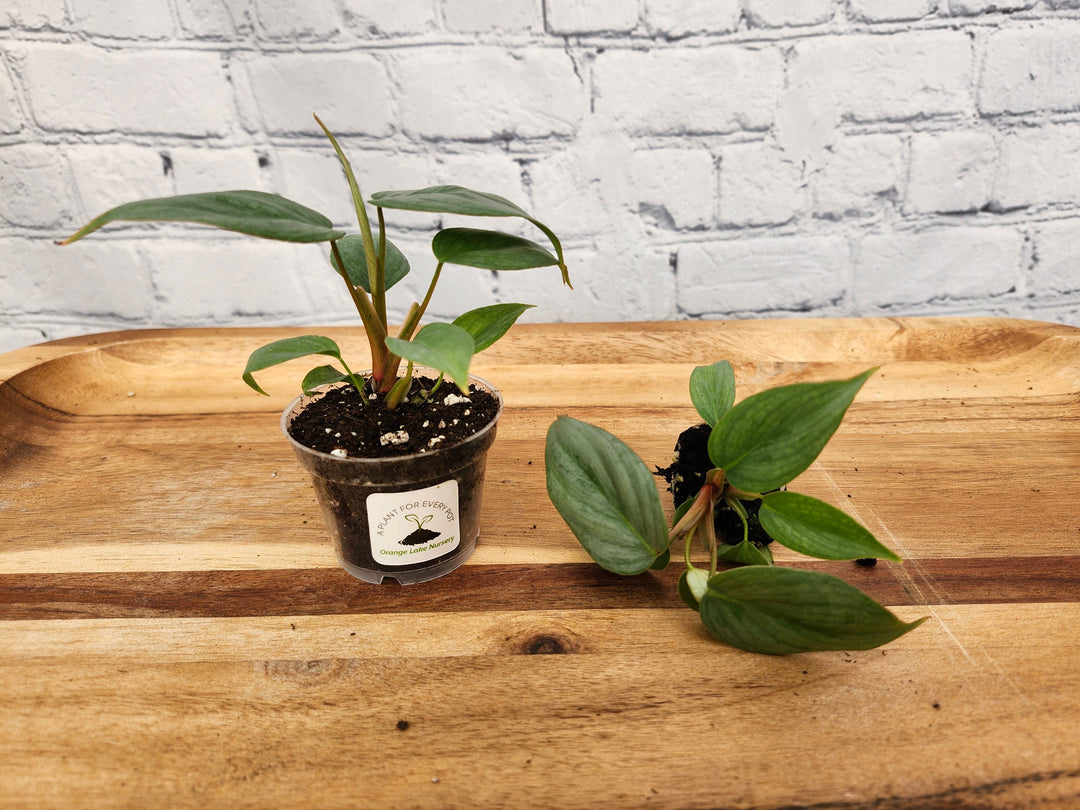 Philodendron Sodiroi with heart-shaped leaves on a wooden surface.