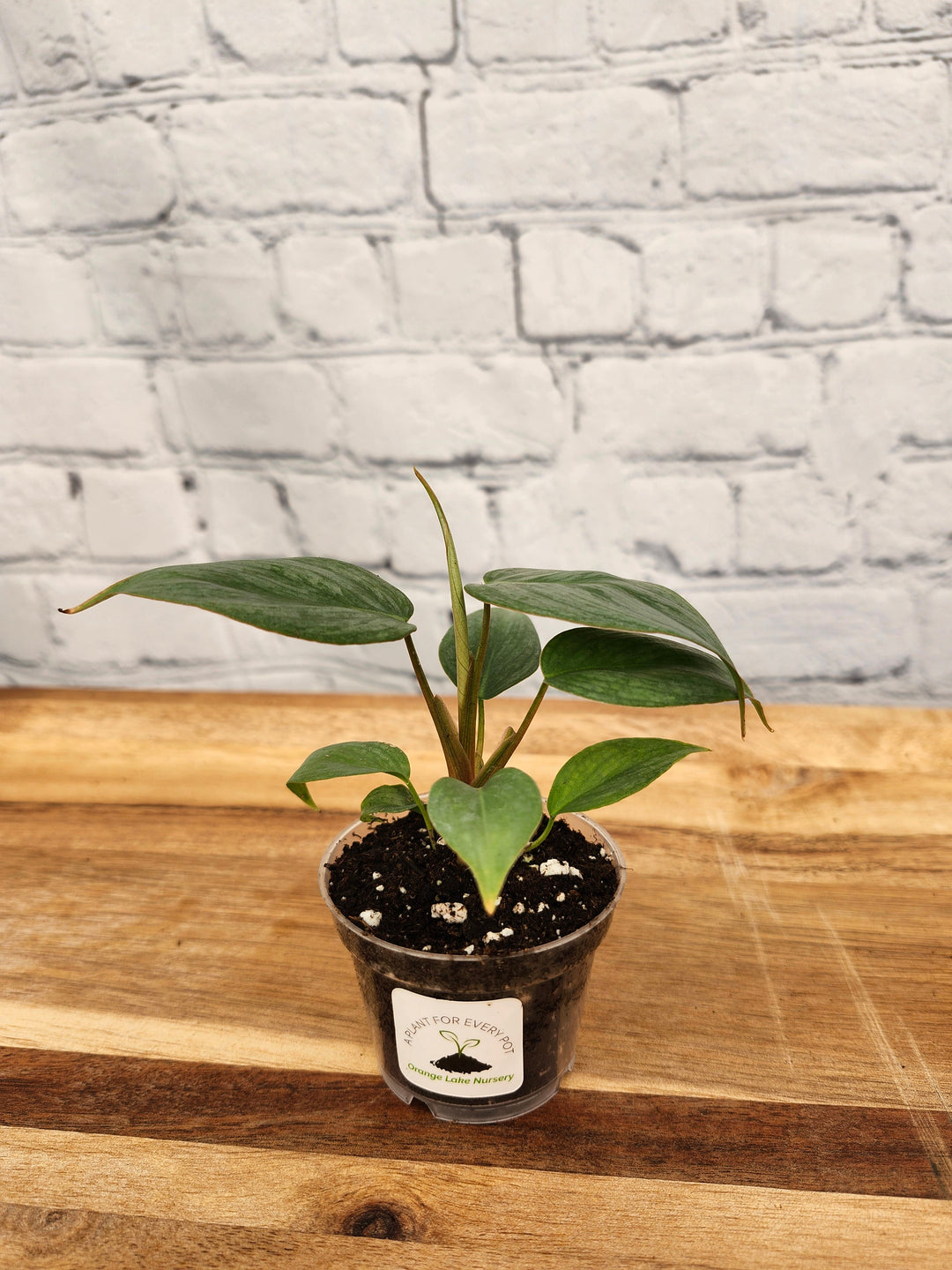 Philodendron Sodiroi plant with heart-shaped green leaves in a small pot on a wooden table.