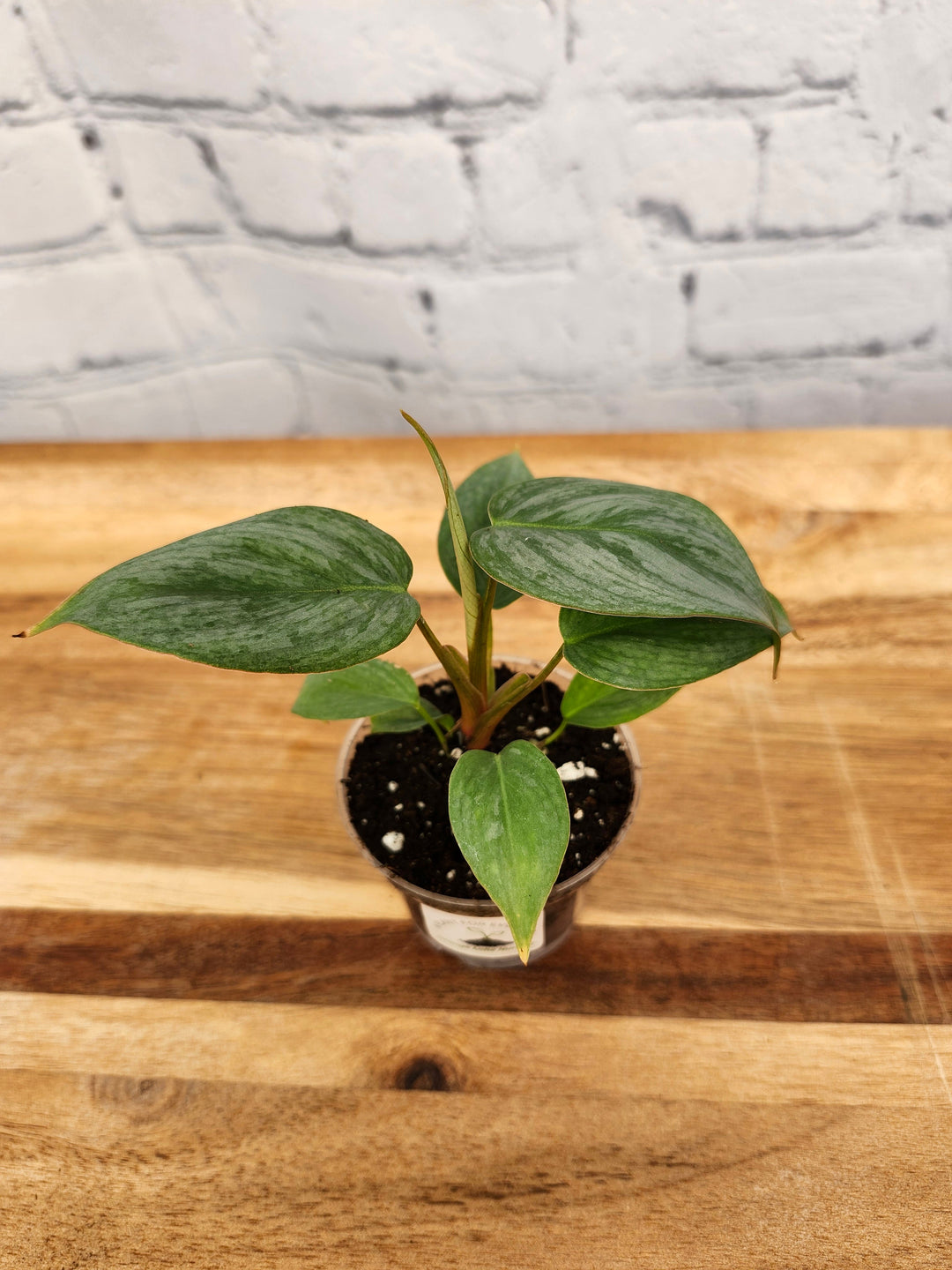 Philodendron Sodiroi in small pot on wooden surface, featuring heart-shaped silver-mottled leaves.