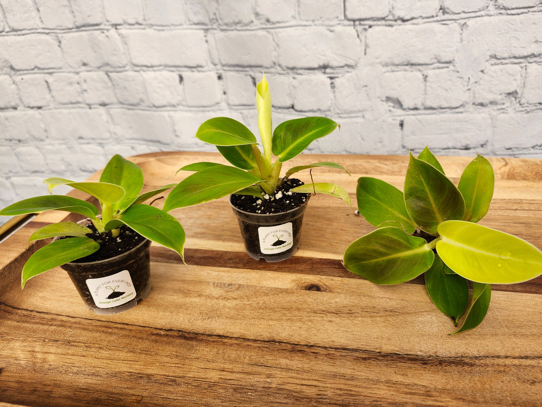 Philodendron Moonlight plants with neon-green foliage in small pots on a wooden surface.