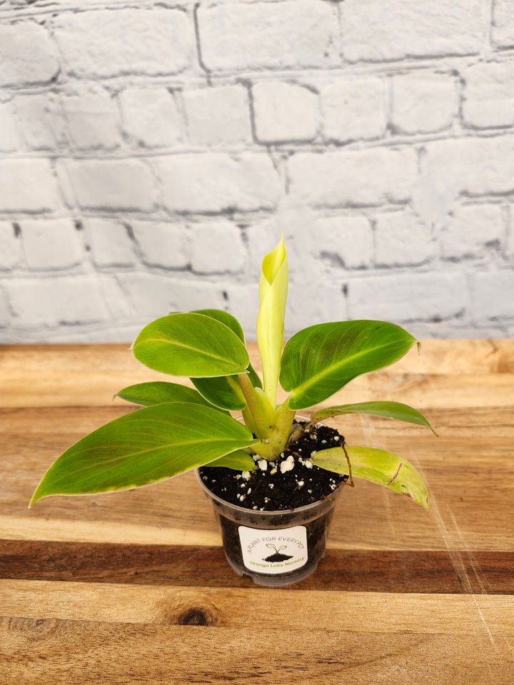 Philodendron Moonlight plant with neon-green foliage in a small pot on wooden surface.