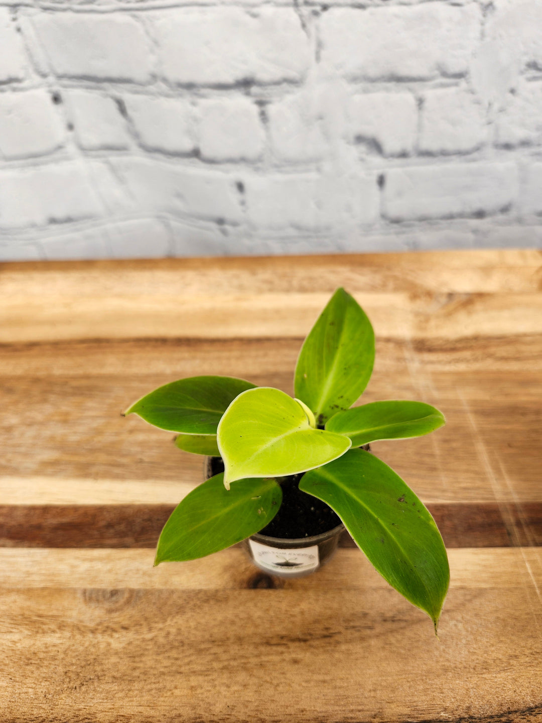 Philodendron Moonlight with neon-green foliage in a small pot on wooden surface.