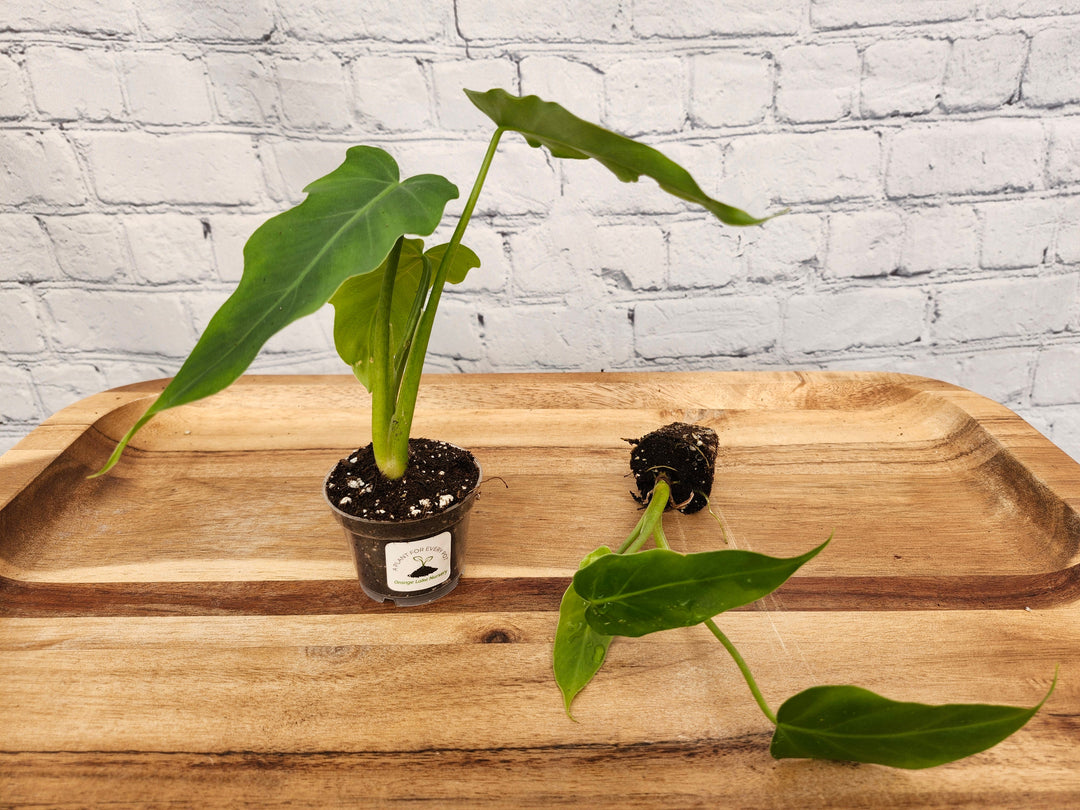 Philodendron Mayoi plant with dark green, split leaves and reddish stems, available potted or as a plug.