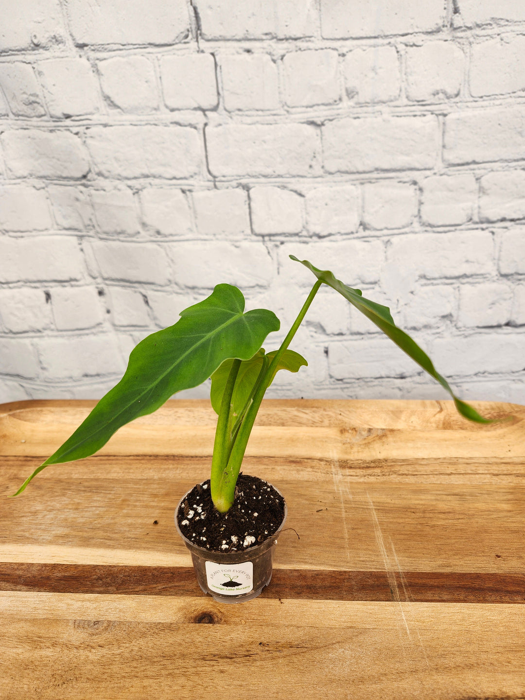 Philodendron Mayoi in small pot with dark green split leaves against brick background.