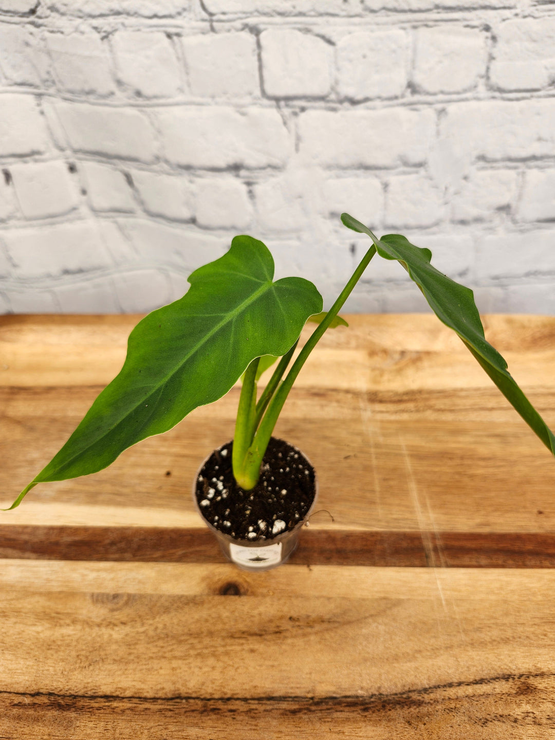 Philodendron Mayoi plant with dark green split leaves in a small pot on a wooden surface.