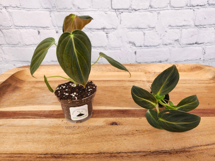 Philodendron Melanochrysum plant with velvet-textured leaves in a pot, showing lush green foliage and golden veins.