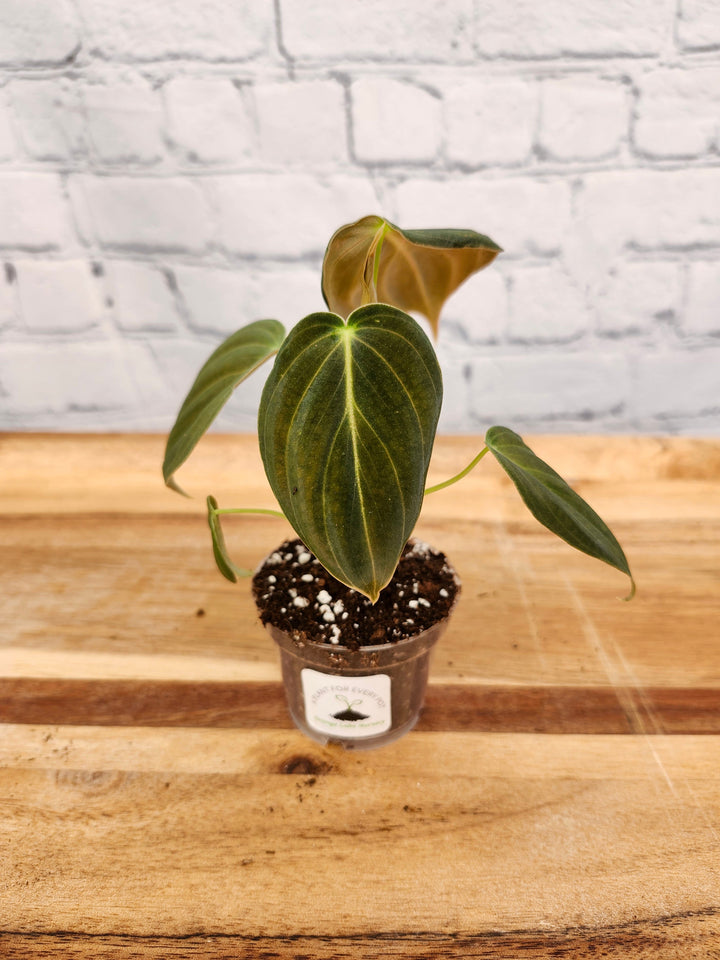 Philodendron Melanochrysum in pot with velvet-textured leaves, deep green foliage, and golden veining.