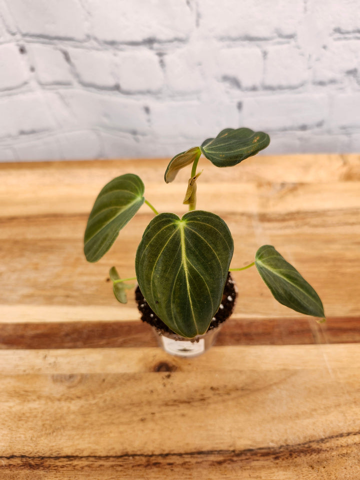 Philodendron Melanochrysum plant with velvet-textured, heart-shaped leaves on a wooden surface.