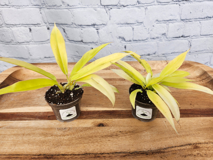 Philodendron Golden Crocodile with golden serrated leaves in small pots on a wooden tray.