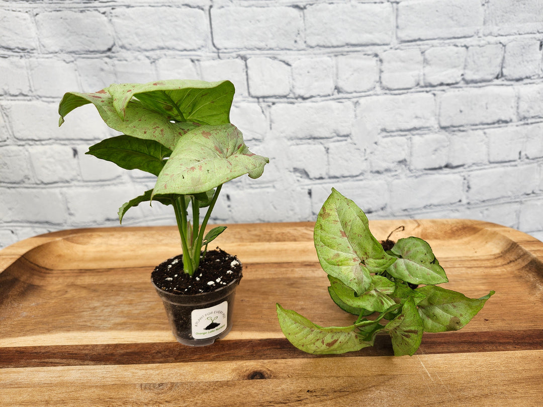 Syngonium Milk Confetti plant with creamy white leaves and pastel pink and green hues in a small pot.