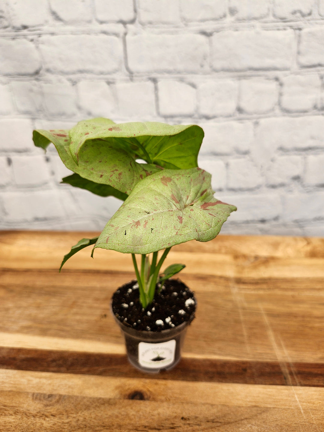 Syngonium Milk Confetti with creamy white leaves and pastel hues in a small potted plant.