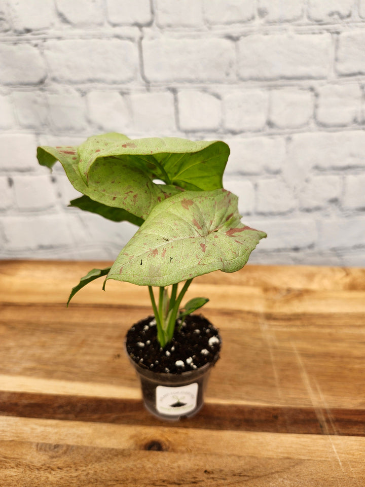 Syngonium Milk Confetti with creamy white leaves and pastel hues in a small potted plant.