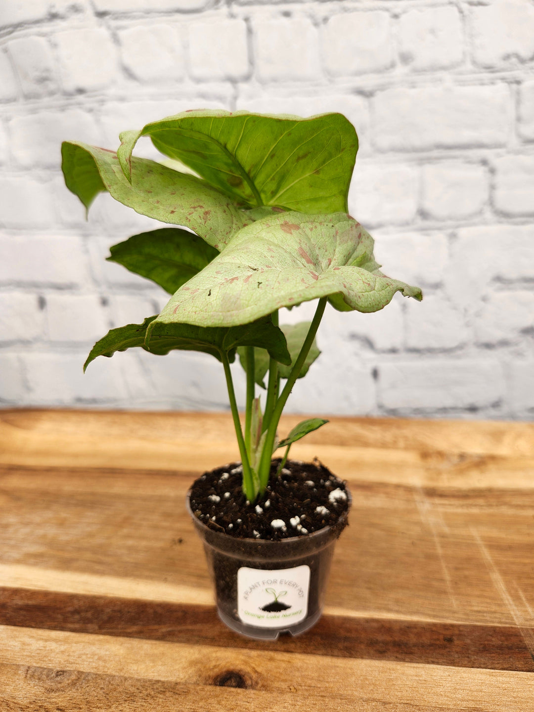 Syngonium Milk Confetti plant in a small pot with creamy leaves and pastel pink-green hues.