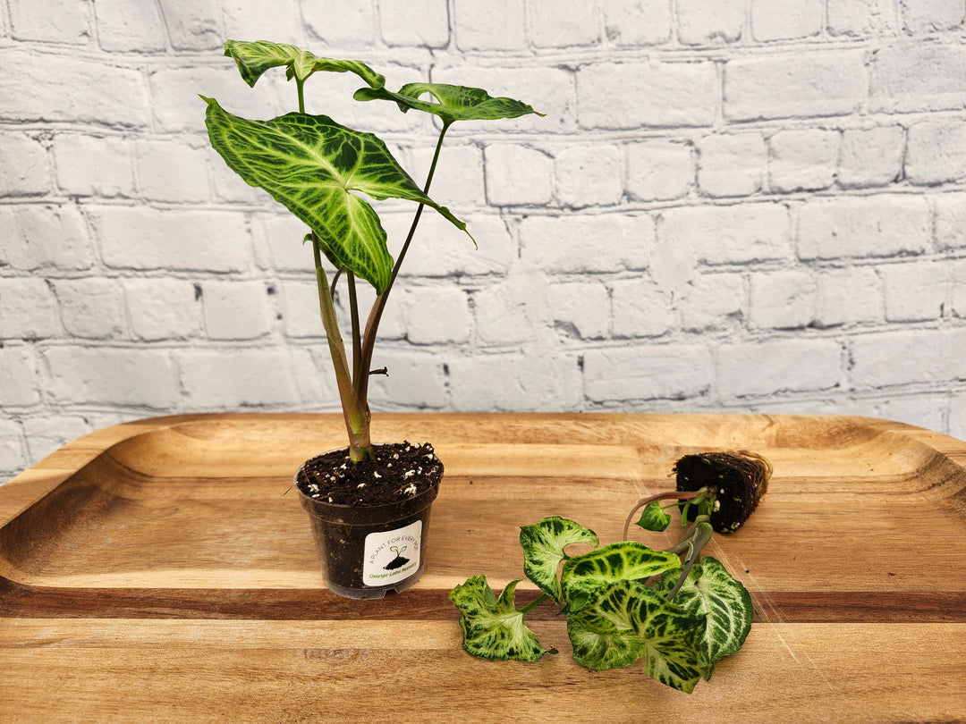 Syngonium Batik plant with intricate white veining in a small pot on a wooden surface.