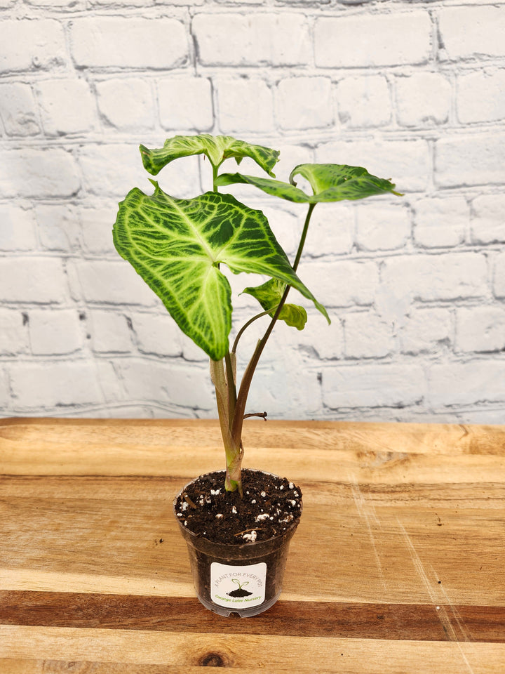 Syngonium Batik plant with white veining and deep green leaves in a pot.