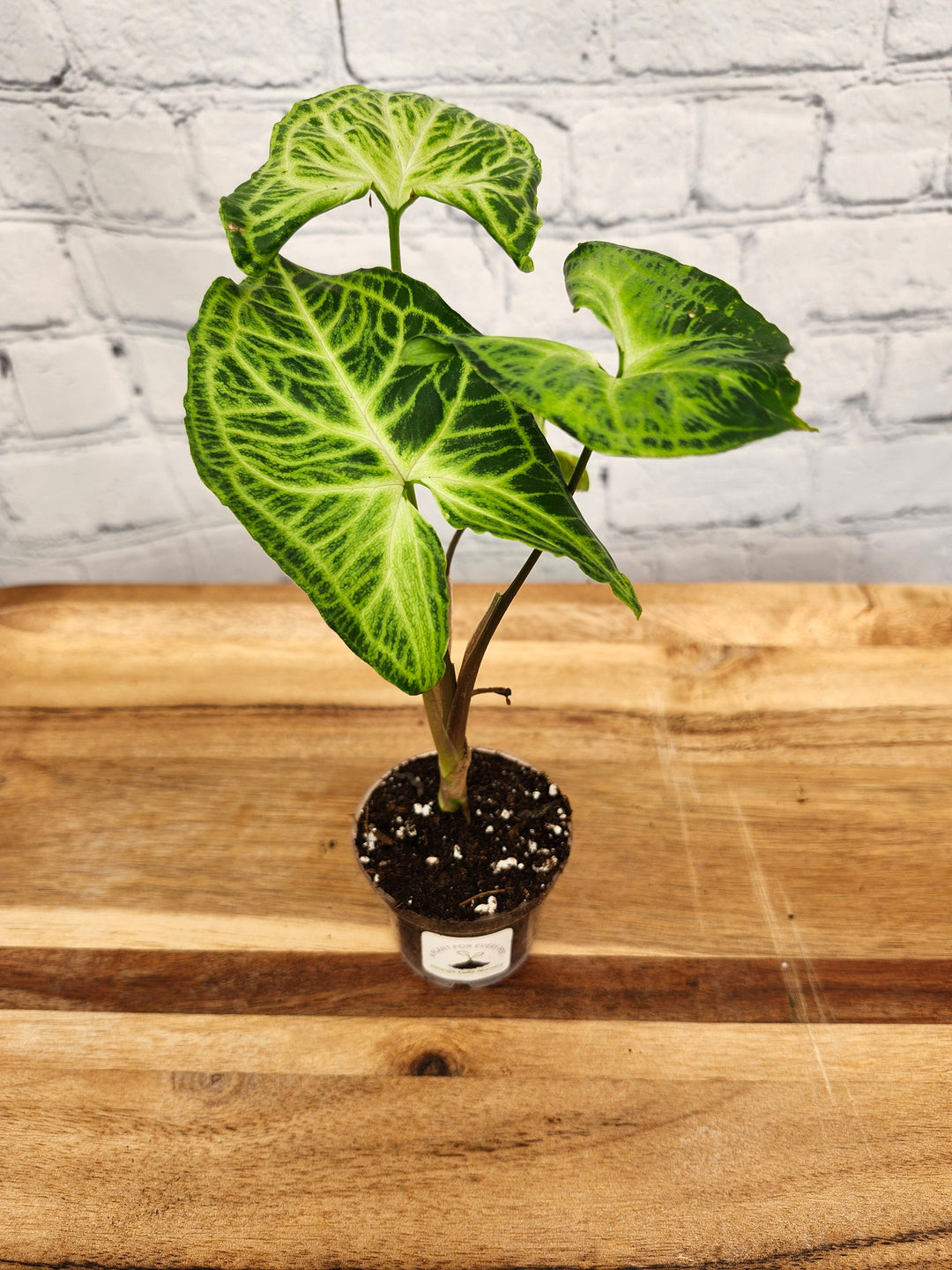 Syngonium Batik plant with intricate white veining on deep green arrowhead-shaped leaves, potted and sitting on a wooden surface.