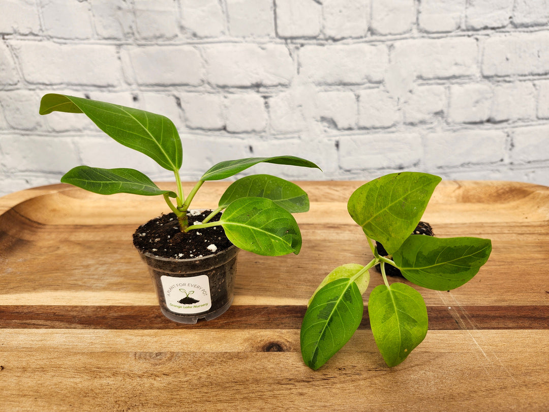 Yellow Gem Rubber Tree with vibrant, variegated green leaves featuring bright yellow edges, potted in small containers on a wooden surface.