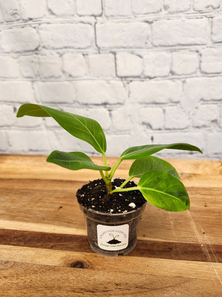 Yellow Gem Rubber Tree with vibrant green and yellow variegated leaves in a small pot placed on a wooden surface.