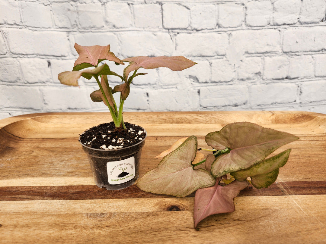 Syngonium Pink Perfection potted plant with heart-shaped pink and green leaves on wooden surface.