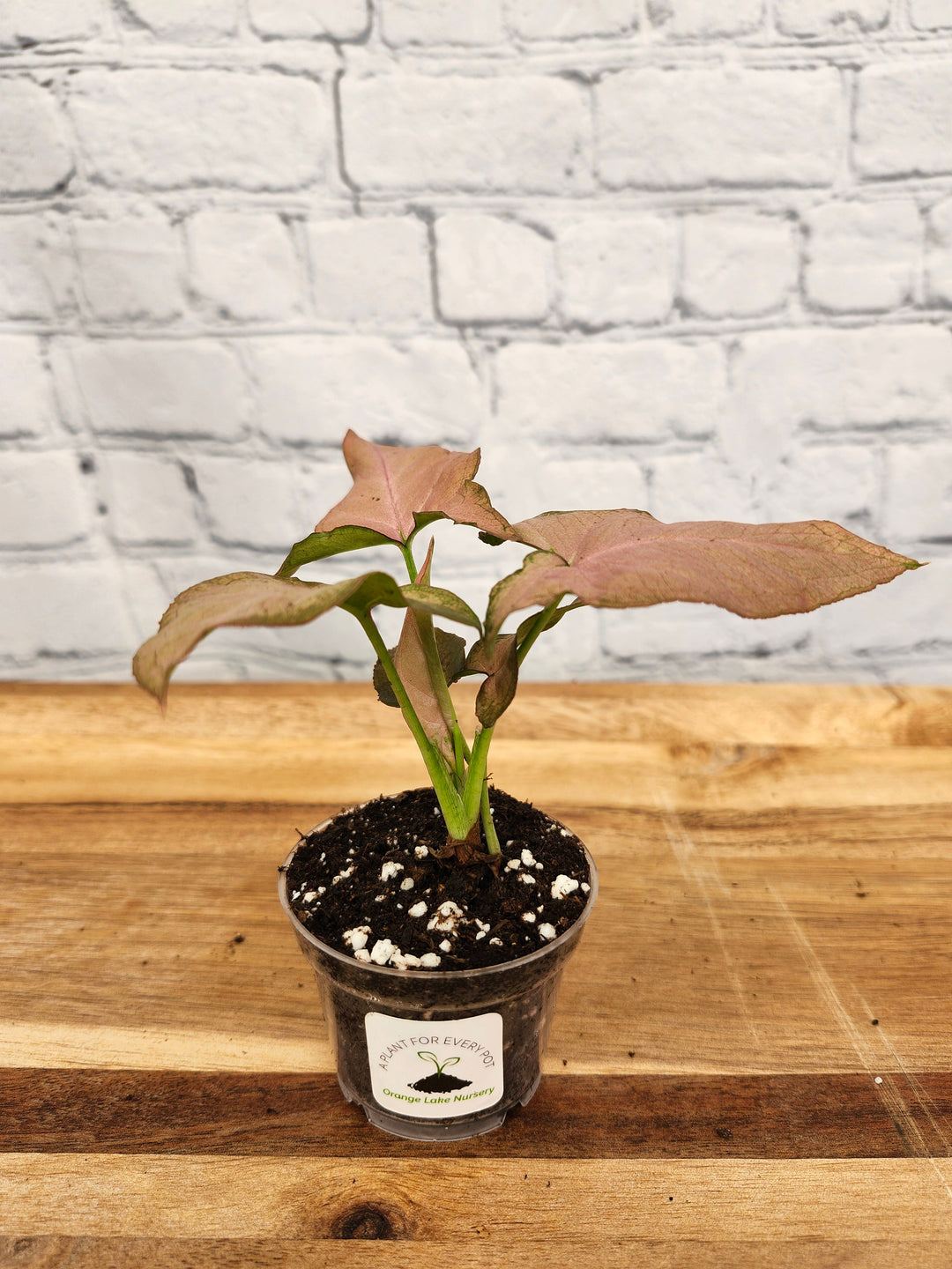 Syngonium Pink Perfection plant with pink variegated leaves in a small pot.