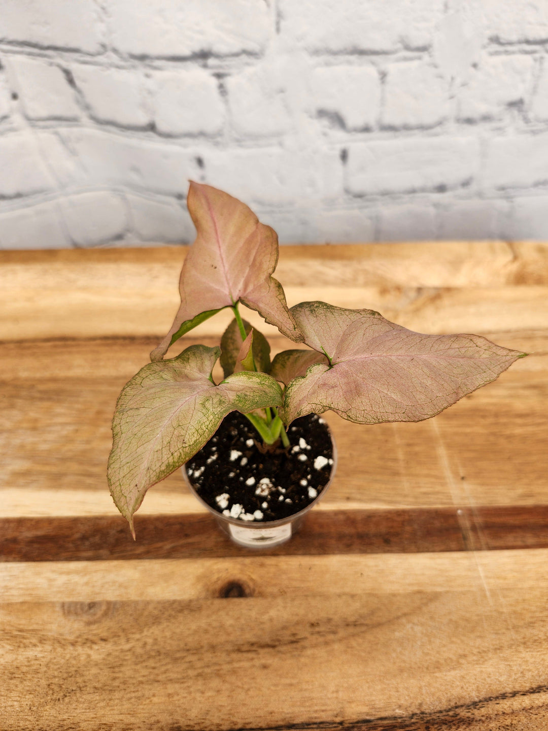 Syngonium Pink Perfection plant with pink and green variegated leaves in a small pot on a wooden surface.