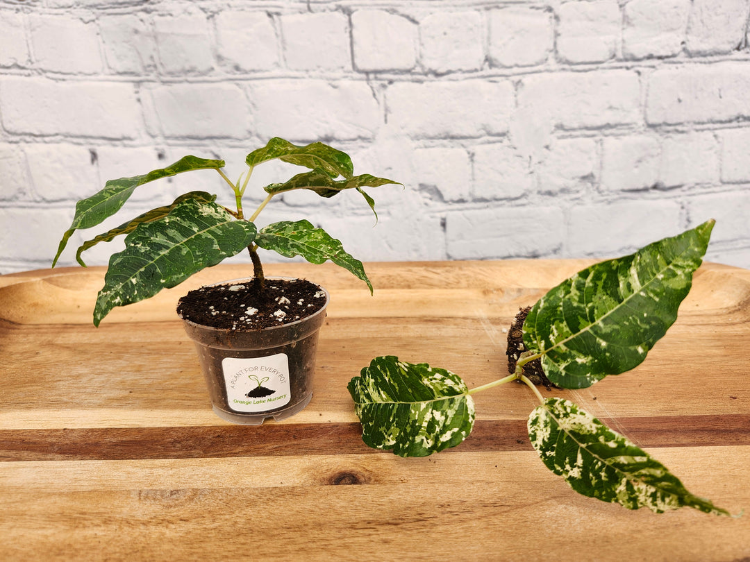 Ficus Clown Fig plant with variegated green and white leaves in a small pot.