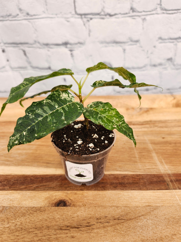 Ficus Clown Fig plant with variegated green and white leaves in a small pot on a wooden surface.