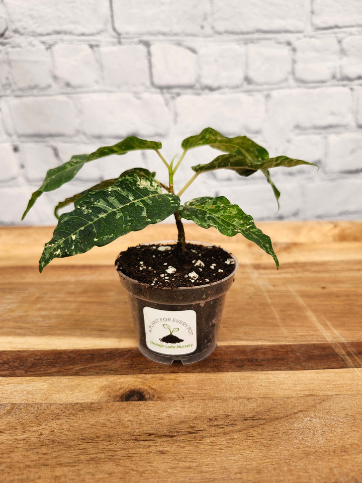 Ficus Clown Fig in pot with variegated green and white leaves.