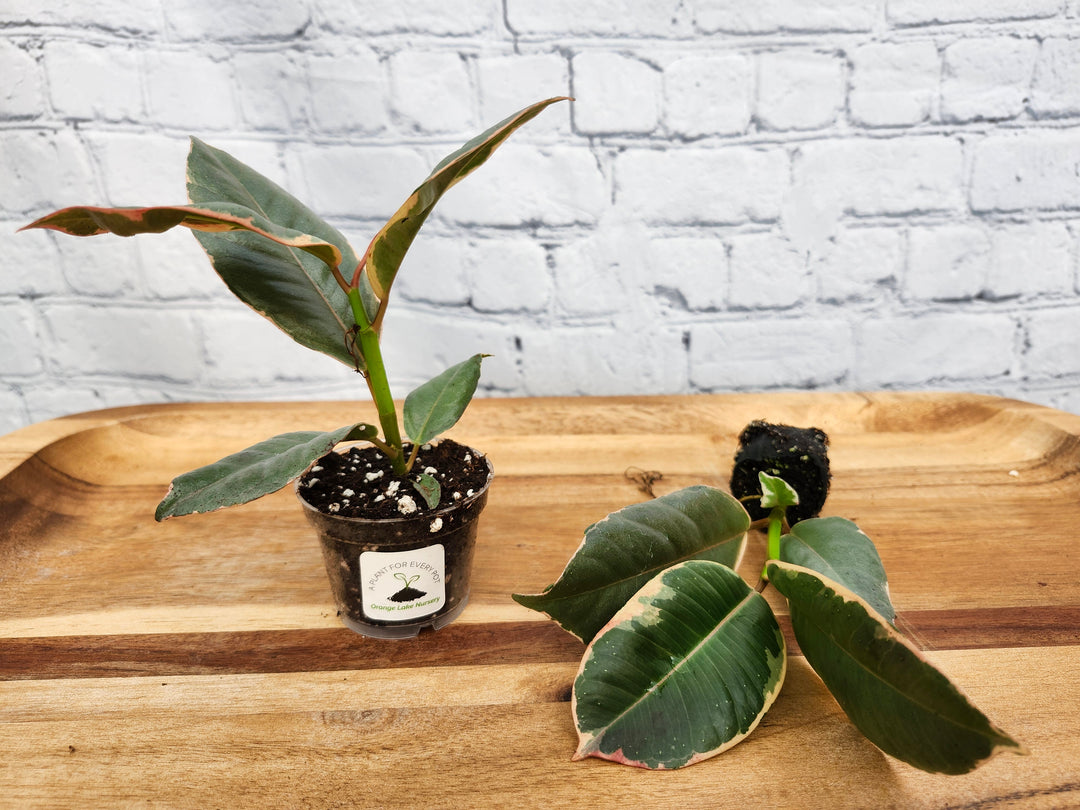 Tineke Rubber Tree with variegated leaves in pot and plug form on wooden tray.