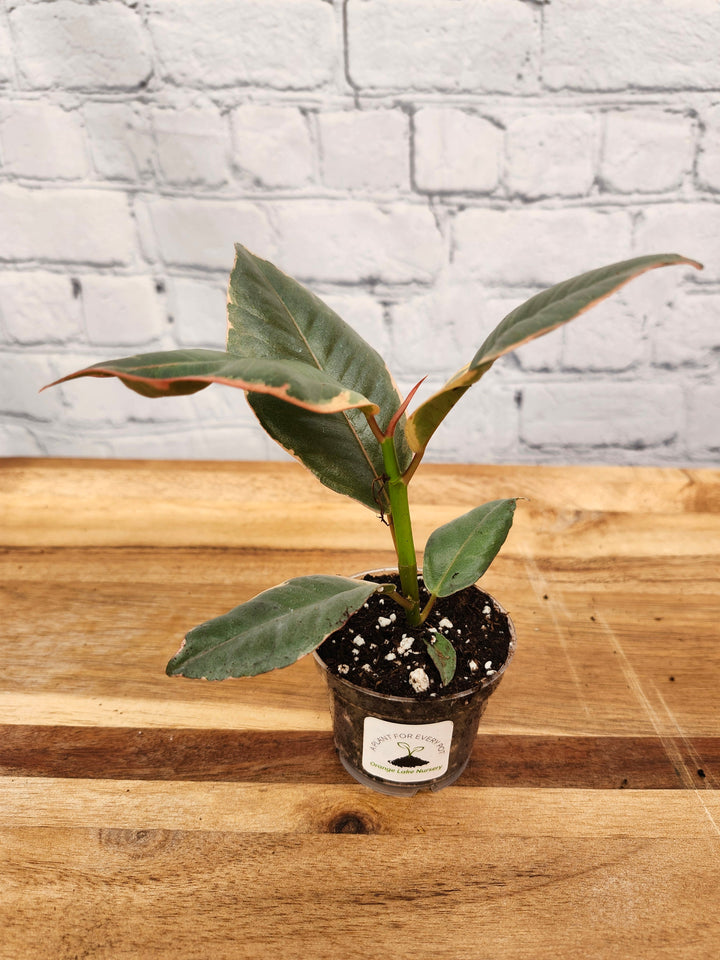 Tineke Rubber Tree plant with variegated green, white, and cream leaves in a small pot on a wooden surface.